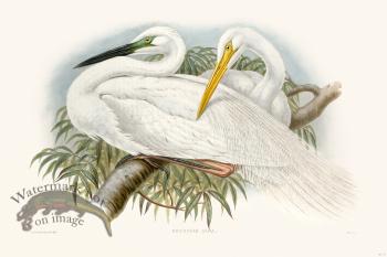 Gould Shore Bird 016